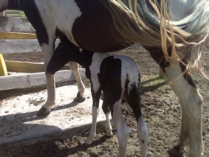 Flicka - a couple hours old